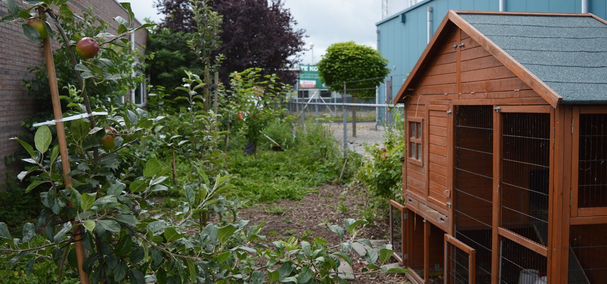 Moestuin & fruitgaard