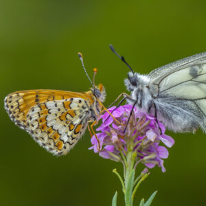 Herstellen biodiversiteit door Technea